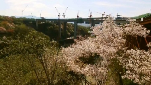 桜の花から奥の現場をのぞくように撮影した印象的なシーンも