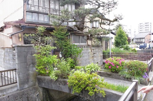 私有橋の両側を花壇にした住宅。奥の松の木は屋根から突き出している